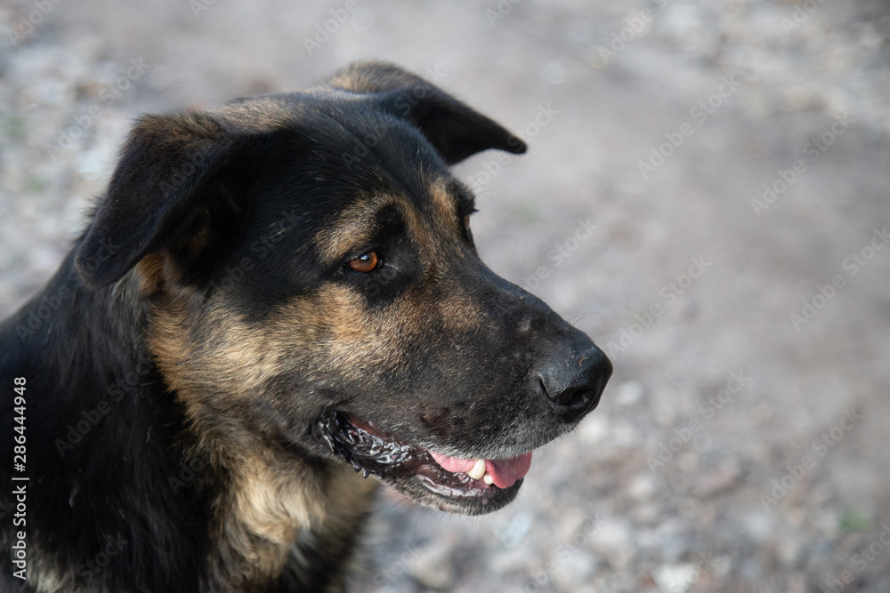 Guard dog looking into the wild. Portrait with copy space Guard dog looking into the wild. Portrait with copy space