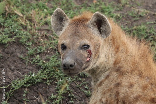 Injured spotted hyena, Masai Mara National Park, Kenya.