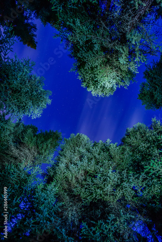 una noche estrellada en un cielo azul intenso  en medio de un bosque de pinos de color verde   fotograf  a nocturna tomada en Edson Alberta Canad   