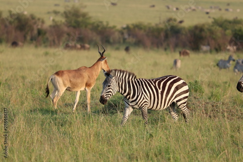 Zebra and hartebeest, Masai Mara National Park, Kenya.