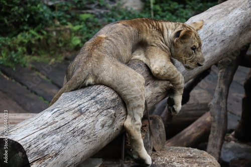 a lion cub on the tree pole