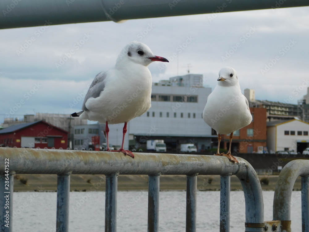 Obraz premium 川岸の柵に留まるユリカモメ