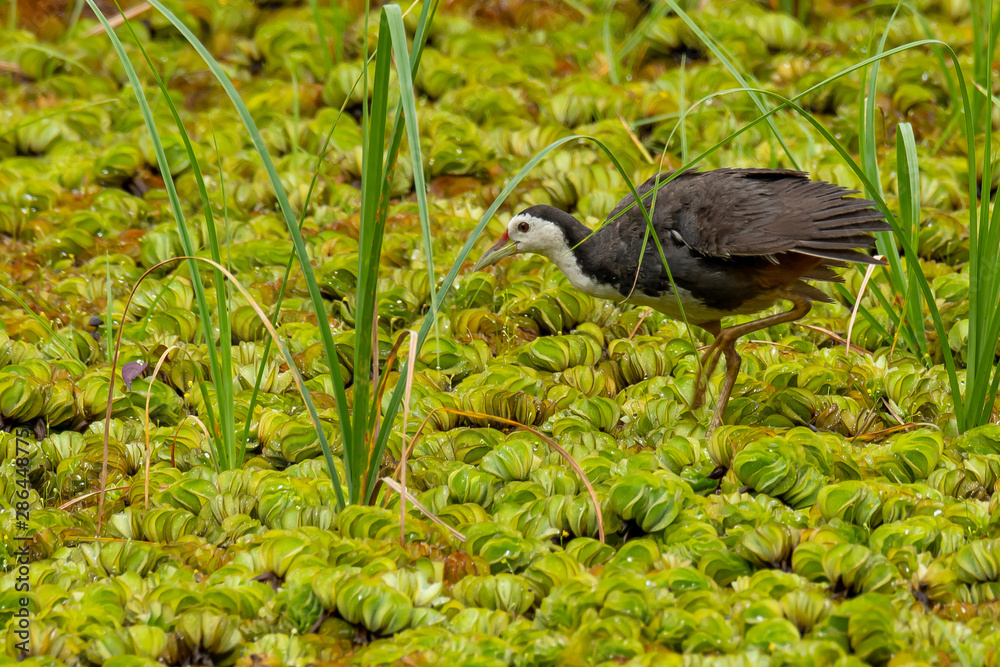 Naklejka premium White-breasted Waterhen wading on a field of water lettuce, looking into a distance
