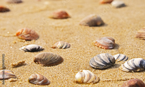 Sands beach with many shells.