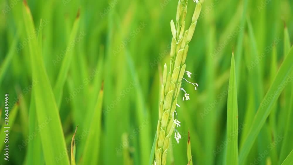 slow motion 120 fps, Green rice slow motion 120 fps, Green rice