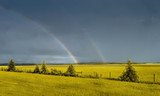 paisaje en un día lluvioso con un arco iris de colores, rojo, amarillo, verde, azul, morado, con un cielo azul intenso, lleno de nubes, con un campo de tonos amarillos en Edson Alberta Canadá