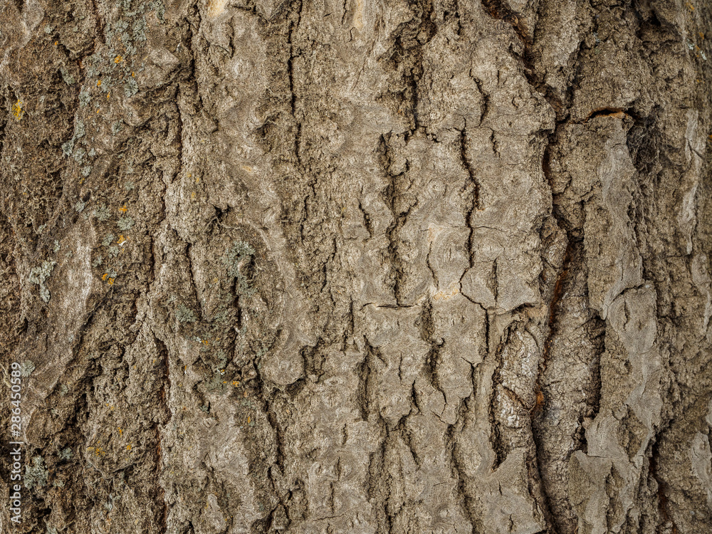 poplar bark wood texture. macro shooting of natural background. trees in the forest close up poplar bark wood texture. macro shooting of natural background. trees in the forest close up