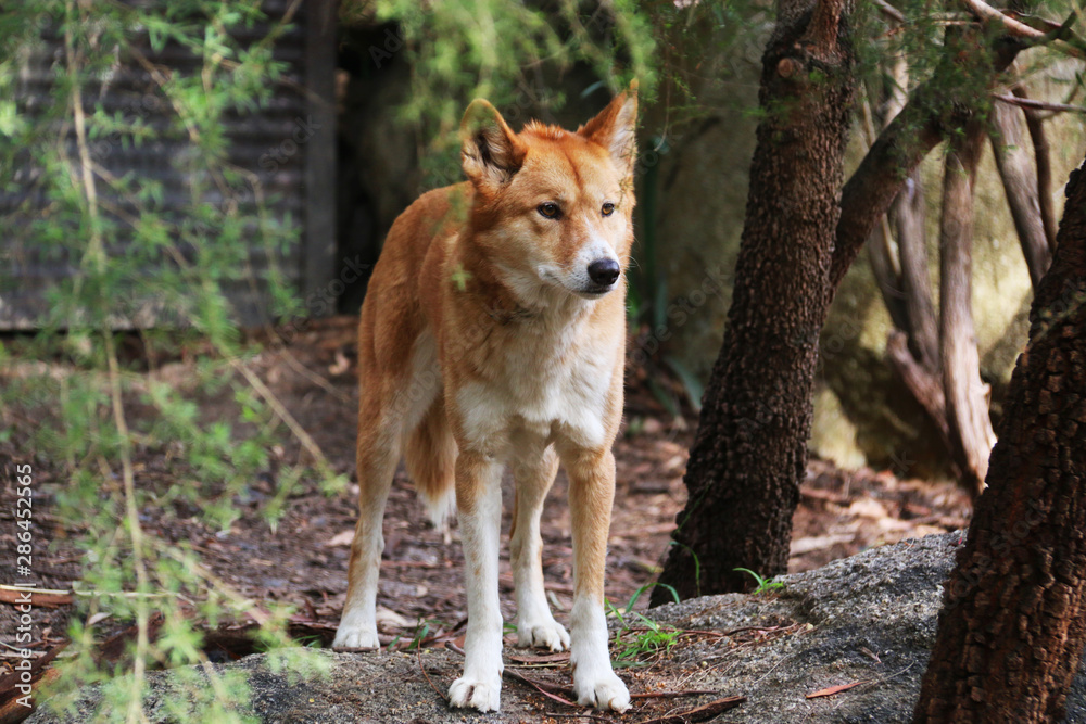 Red fox in the pine forest, Animal wildlife. Red fox in the pine forest, Animal wildlife.