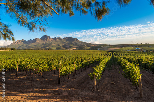 Beautiful landscape of Cape Winelands, wine growing region in South Africa photo