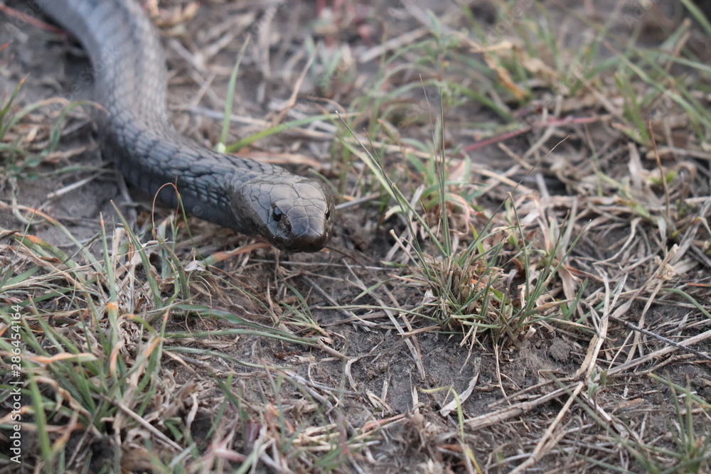 Naklejka premium Black cobra closeup, Masai Mara National Park, kenya.