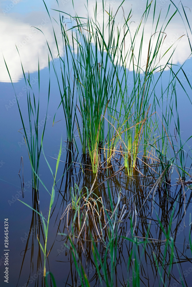 Vertical shot. The sky is reflected on the surface of the water. Growing reeds near the lake. Warm, windless summer evening.