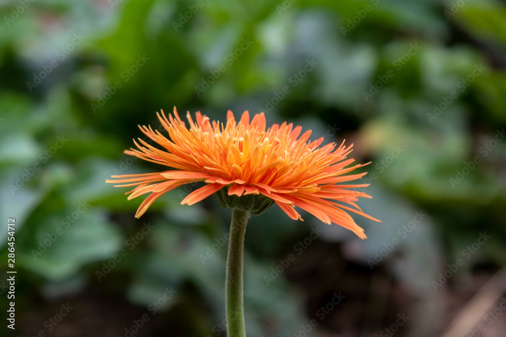 Close up orange gerbera flower beautiful in the garden. Close up orange gerbera flower beautiful in the garden.