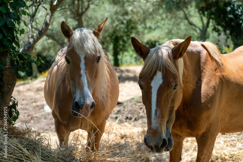 Two horses at pasture in Tuscany