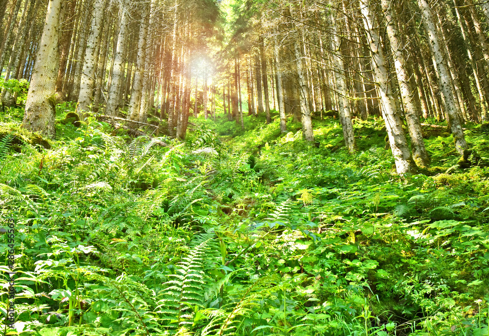 Fototapeta premium Green tree and leaf in forest summer with lens flare for wallpaper and poster