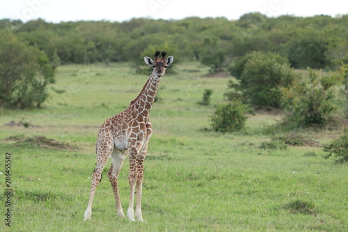 Giraffe calf  Masai Mara National Park  Kenya.