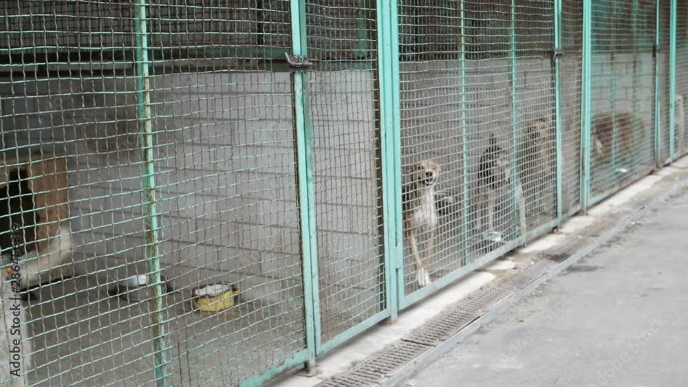 Many different big dogs behind the fences. Shelter for animals concept. Many different big dogs behind the fences. Shelter for animals concept.