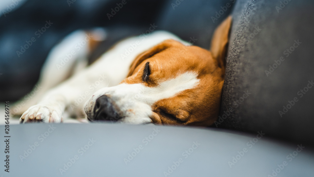 Funny Beagle dog lying on the sofa. Canine background
