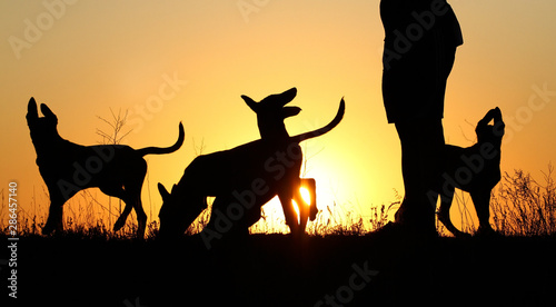Silhouettes of puppies at sunset  three puppies  Belgian Shepherd Dog Malinois puppies  many dogs  sunset background