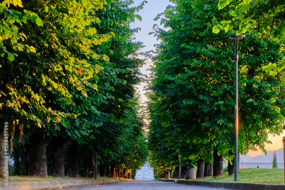 Obraz premium Magnificent park with flowers at the time of flowering.
