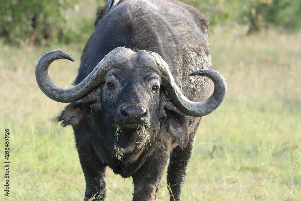 Fototapeta premium Cape buffalo face closeup, Masai Mara National Park, Kenya.