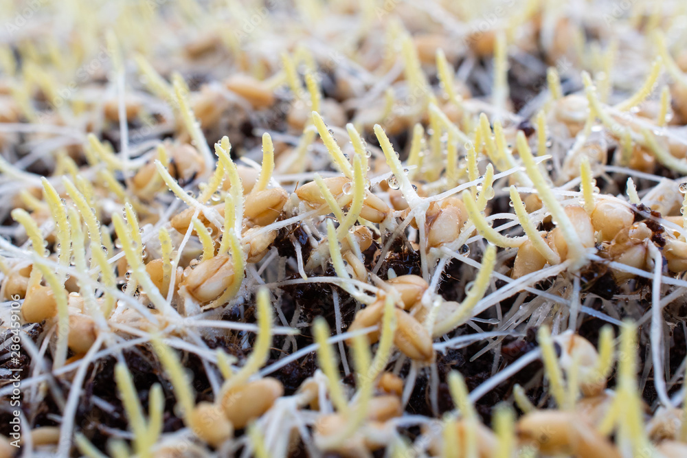 Germinated wheatgrass sees with dew, Wheatgrass is the freshly sprouted first leaves of the common wheat plant.