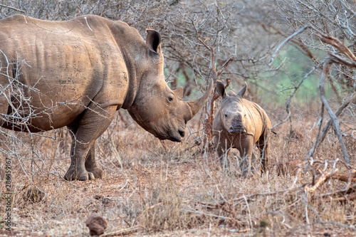 baby rhino and mom kruger park south africa photo