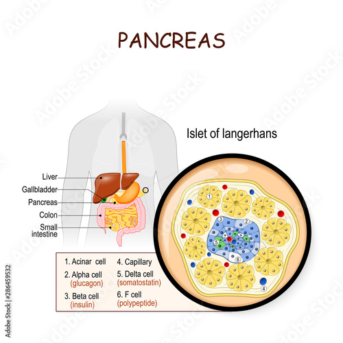 pancreas. Islet of langerhans photo