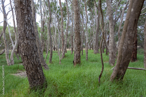 tree in the forest