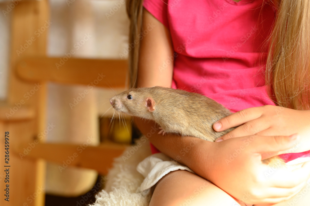 cute fluffy rat in hands vibrant little girl cute fluffy rat in hands vibrant little girl