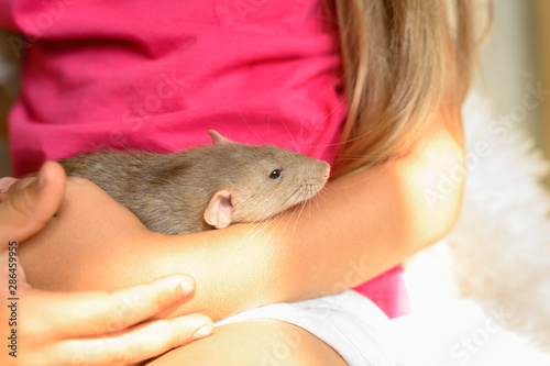 cute fluffy rat in hands vibrant little girl © Ksenia