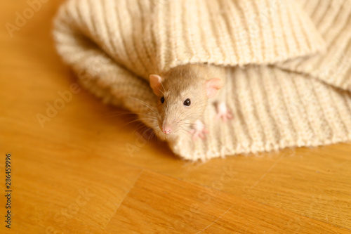 cute rat in knitted wool garments