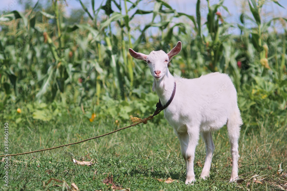 portrait of white adult goat grassing on summer meadow field at village countryside portrait of white adult goat grassing on summer meadow field at village countryside