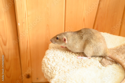 cute rat on a fur mat