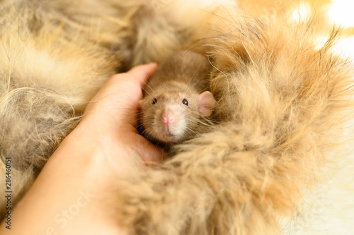 cute rat in hand on a fur mat