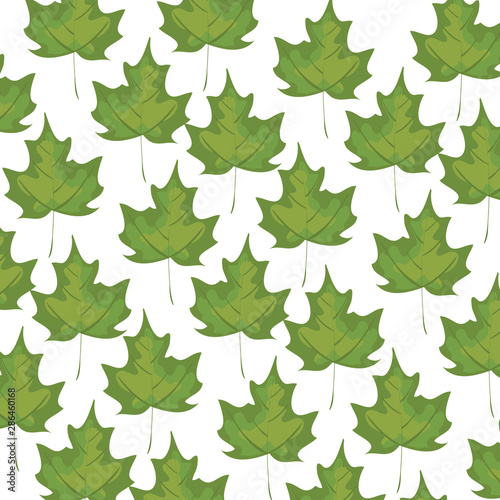 autumn dry maple leafs nature pattern