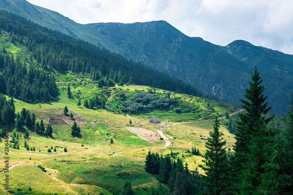 yellow mountain glade in the foot hills surrounded with green forest, sheeps on the glade