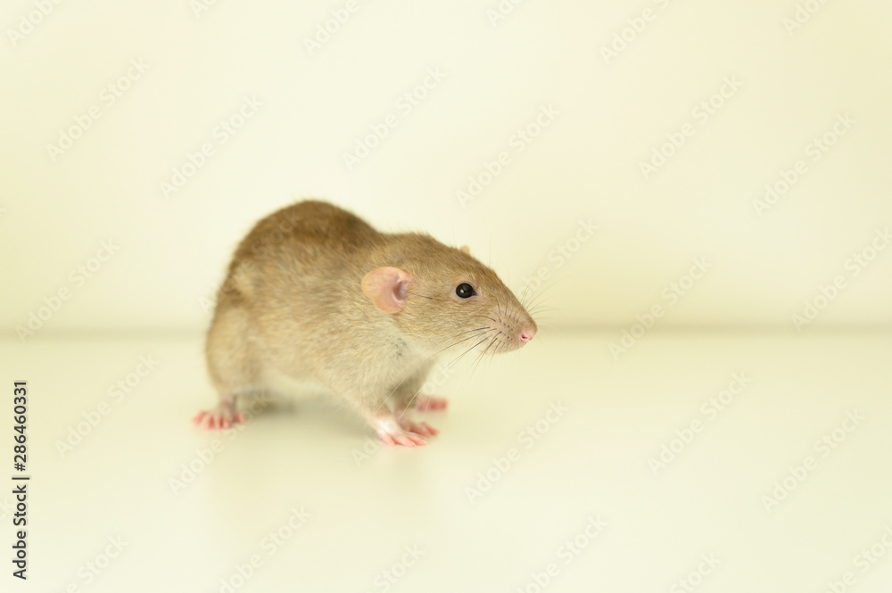 cute rat on white background cute rat on white background