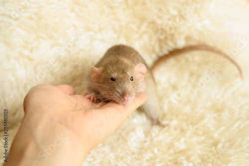 cute rat in hand on a fur mat