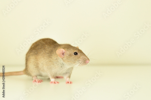 cute rat on white background