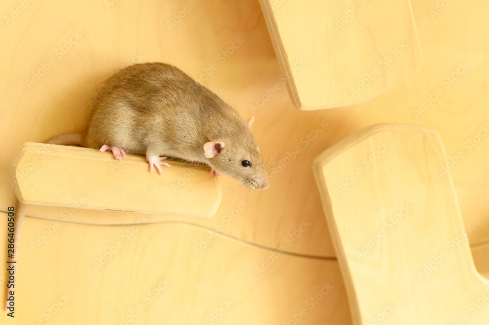 Obraz premium Cute rat climbs on wood