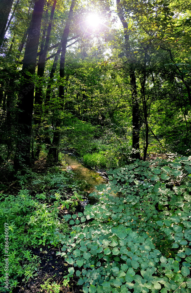 Fototapeta premium Las