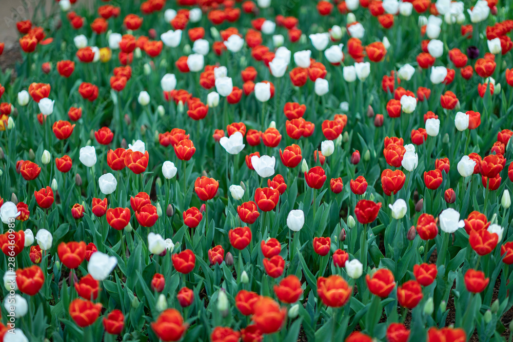 field of red tulips