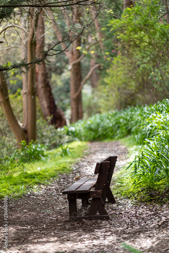 bench in the park
