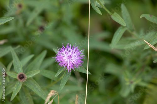 purple thistle flower