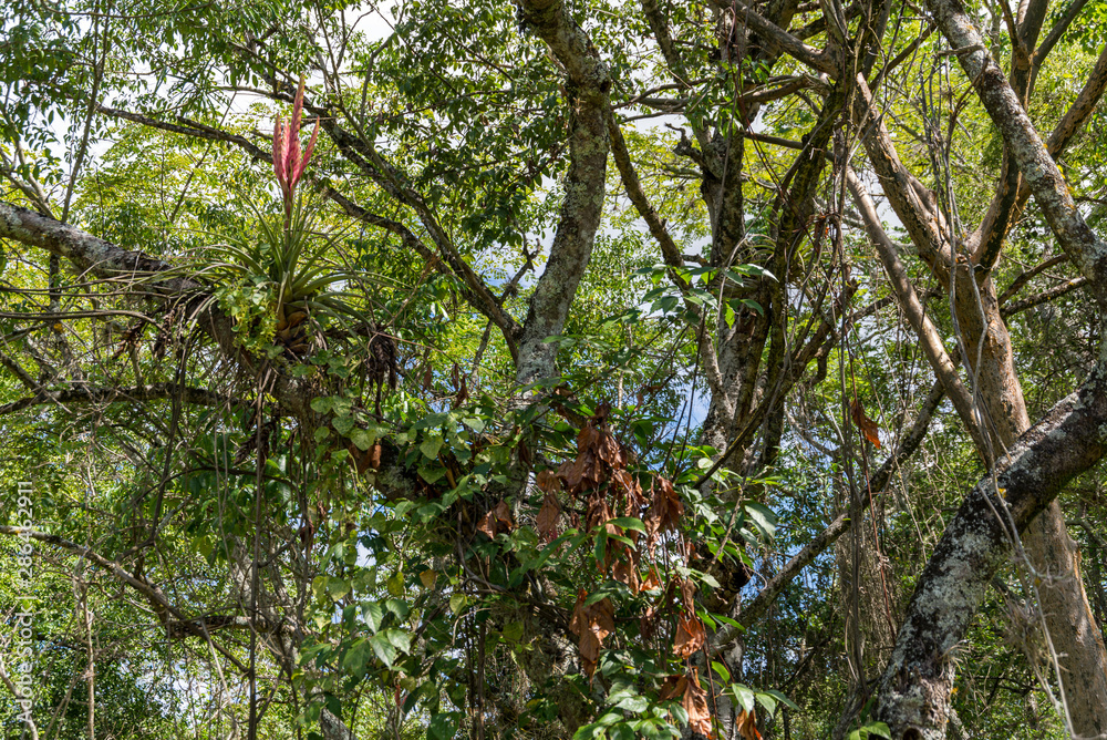 Fototapeta premium Camino Real, Barichara