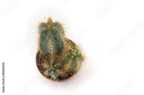 Kaktus von Oben Stachelig freigestellt