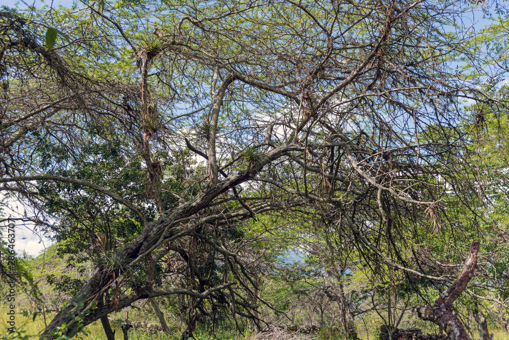 Obraz premium Camino Real, Barichara