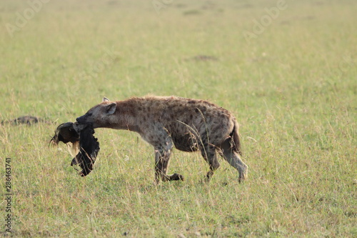 Spotted hyena carrying a wildebeest skin  Masai Mara National Park  Kenya.