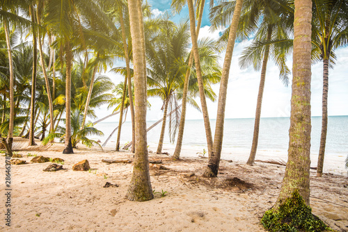  Coconut trees by the beach.