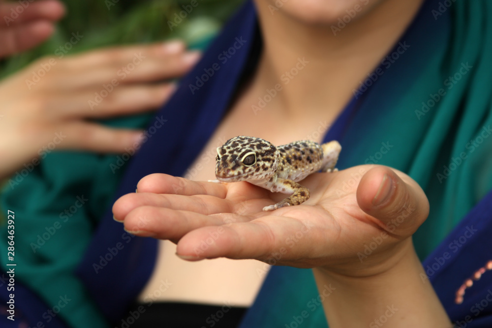 Obraz premium beautiful hand lizard in a female hand photo for text